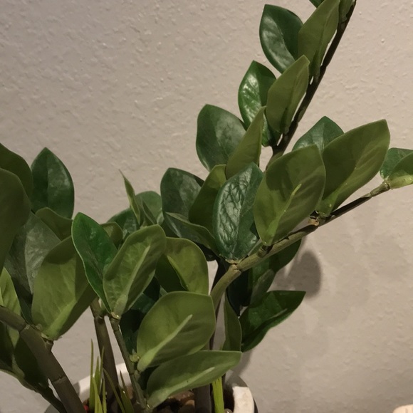 Faux Plant Artificial ZZ Plant Faux Greens NEW Perfect Size FINAL SALE - Picture 4 of 8